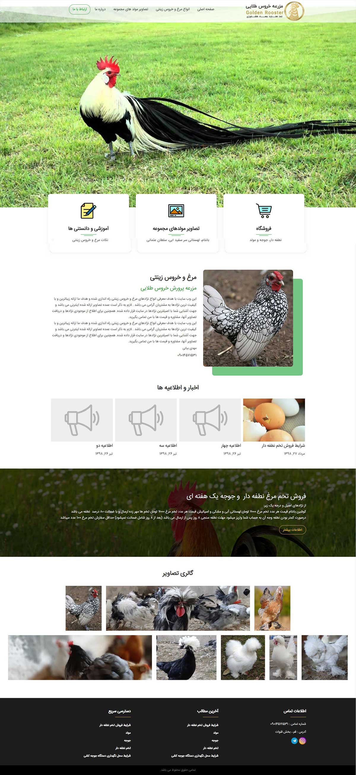 طراحی وب سایت مزرعه خروس طلایی
